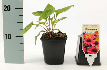 Echinacea purpurea geen maat specificatie 0,55L/P9cm - afbeelding 5