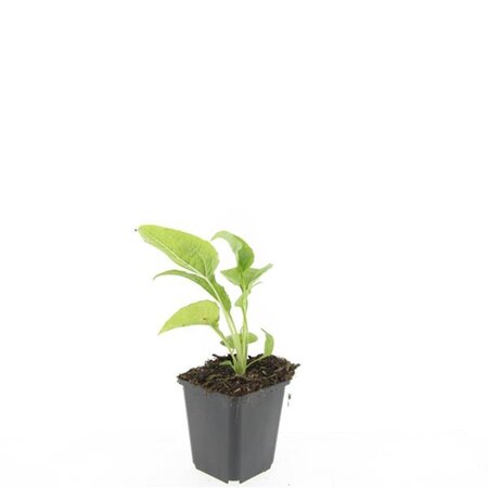 Echinacea p. 'White Swan' geen maat specificatie 0,55L/P9cm - afbeelding 7