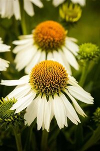 Echinacea p. 'White Swan' geen maat specificatie 0,55L/P9cm - afbeelding 1