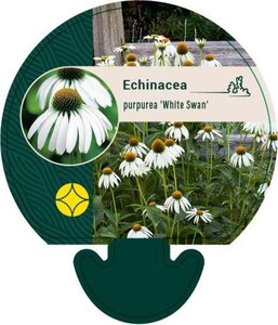 Echinacea p. 'White Swan' geen maat specificatie 0,55L/P9cm - afbeelding 9