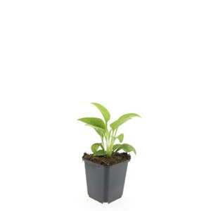 Echinacea p. 'White Swan' geen maat specificatie 0,55L/P9cm - afbeelding 6