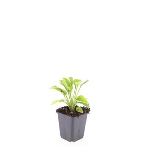 Echinacea p. 'White Swan' geen maat specificatie 0,55L/P9cm - afbeelding 5