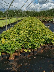 Echinacea p. 'White Swan' geen maat specificatie 0,55L/P9cm - afbeelding 10