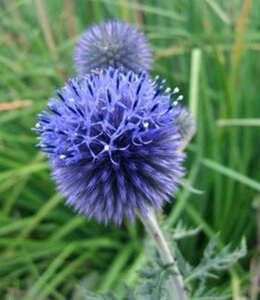 Echinops ritro geen maat specificatie 0,55L/P9cm - afbeelding 4