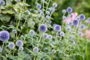 Echinops ritro geen maat specificatie 0,55L/P9cm - afbeelding 1