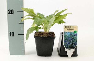 Echinops ritro geen maat specificatie 0,55L/P9cm - afbeelding 5