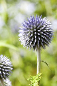 Echinops ritro geen maat specificatie 0,55L/P9cm - afbeelding 2