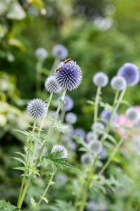 Echinops ritro geen maat specificatie 0,55L/P9cm - afbeelding 3