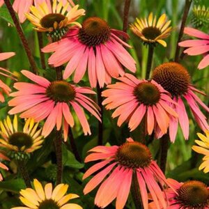 Echinacea 'Summer Cocktail' geen maat specificatie 0,55L/P9cm