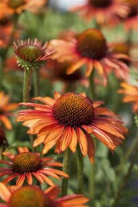 Echinacea Sunseekers Orange geen maat specificatie 0,55L/P9cm