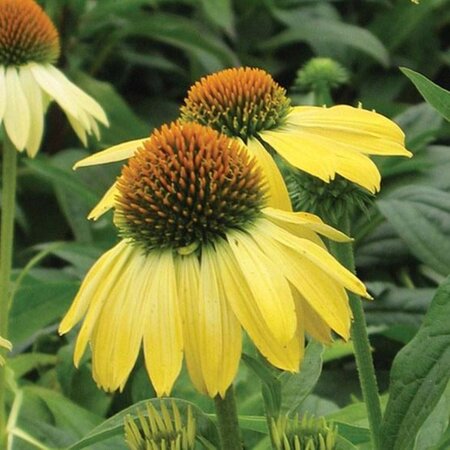 Echinacea 'Sunrise' geen maat specificatie 0,55L/P9cm - afbeelding 1