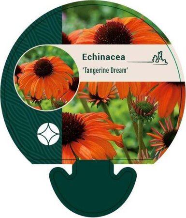 Echinacea 'Tangerine Dream' geen maat specificatie 0,55L/P9cm - afbeelding 1