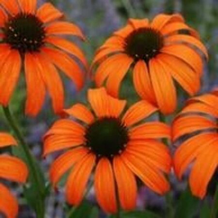 Echinacea 'Tangerine Dream' geen maat specificatie 0,55L/P9cm - afbeelding 2