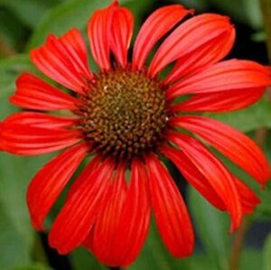 Echinacea 'Tomato Soup' geen maat specificatie 0,55L/P9cm - afbeelding 2