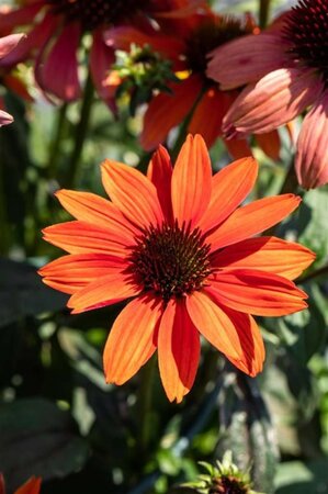 Echinacea 'Tomato Soup' geen maat specificatie 0,55L/P9cm - image 1