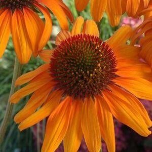 Echinacea 'Tiki Torch' geen maat specificatie 0,55L/P9cm - afbeelding 2