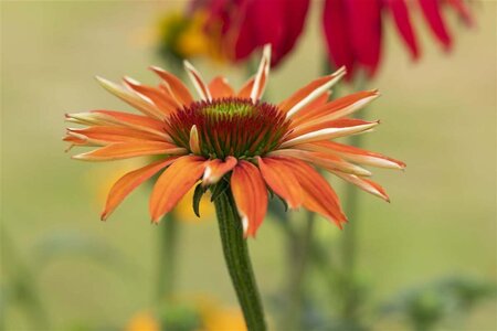 Echinacea 'Tiki Torch' geen maat specificatie 0,55L/P9cm - image 1