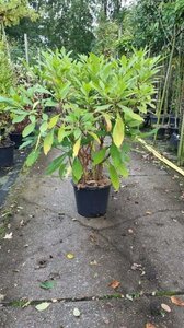 Edgeworthia chrys. 'Grandiflora' 100-125 cm cont. 30L - afbeelding 1