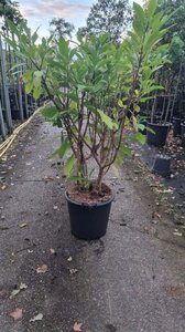 Edgeworthia chrys. 'Grandiflora' 100-125 cm cont. 30L - afbeelding 2