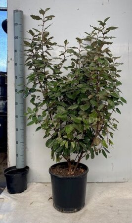 Elaeagnus ebbingei 100-125 cm cont. 10L - afbeelding 1