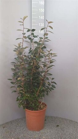 Elaeagnus ebbingei 100-125 cm cont. 10L - afbeelding 2