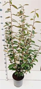 Elaeagnus ebbingei 100-125 cm cont. 7,5L - afbeelding 6