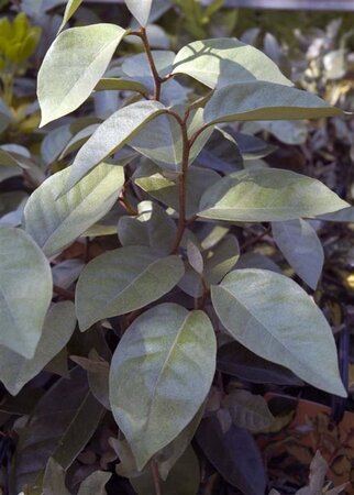 Elaeagnus ebbingei 100-125 cm met kluit - afbeelding 2