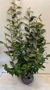 Elaeagnus ebbingei 100-125 cm met kluit - afbeelding 6