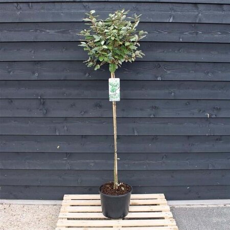 Elaeagnus ebbingei 120 cm stam cont. 12L