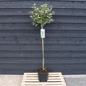 Elaeagnus ebbingei 120 cm stam cont. 12L