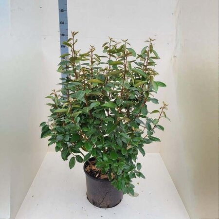 Elaeagnus ebbingei 125-150 cm cont. 20L - afbeelding 5