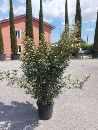 Elaeagnus ebbingei 125-150 cm cont. 25L