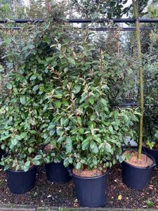 Elaeagnus ebbingei 150-175 cm cont. 50L - afbeelding 3