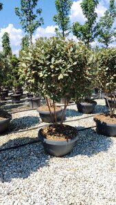 Elaeagnus ebbingei 150-175 cm container meerstammig paraplu