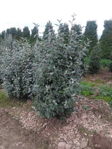 Elaeagnus ebbingei 150-175 cm met kluit