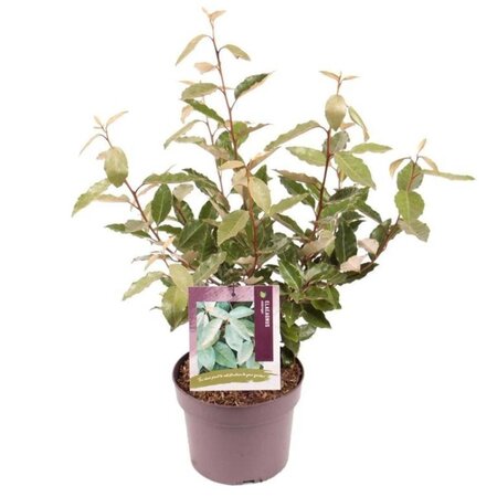 Elaeagnus ebbingei 30-40 cm cont. 3,0L