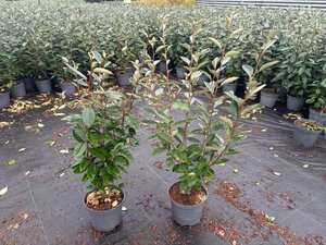 Elaeagnus ebbingei 60-80 cm cont. 4,0L - afbeelding 2