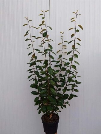 Elaeagnus ebbingei 80-100 cm cont. 5,0L - afbeelding 5