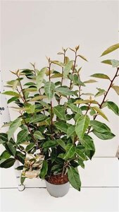 Elaeagnus ebbingei 80-100 cm cont. 7,5L - afbeelding 6