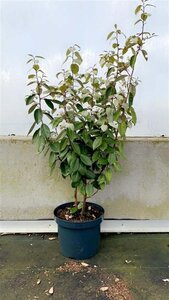 Elaeagnus ebbingei 80-100 cm cont. 7,5L - afbeelding 2