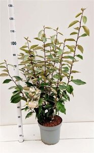 Elaeagnus ebbingei 80-100 cm cont. 7,5L - afbeelding 5