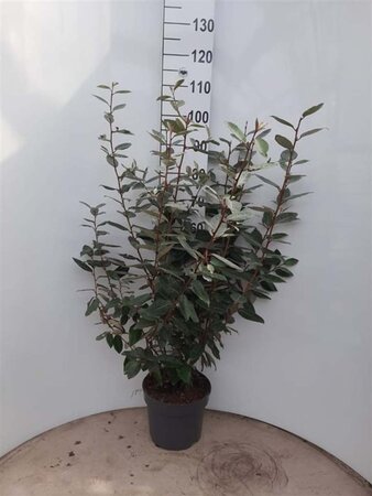 Elaeagnus ebbingei 80-100 cm cont. 7,5L - afbeelding 3