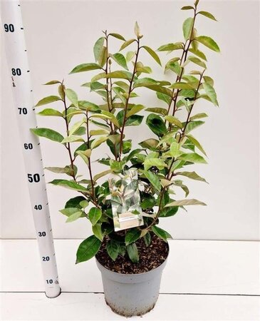 Elaeagnus ebbingei 80-100 cm cont. 7,5L - afbeelding 4