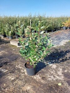 Elaeagnus ebbingei 80-100 cm cont. 7,5L - afbeelding 10