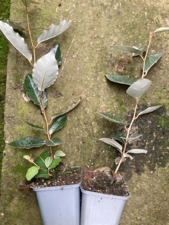 Elaeagnus ebbingei geen maat specificatie 0,55L/P9cm