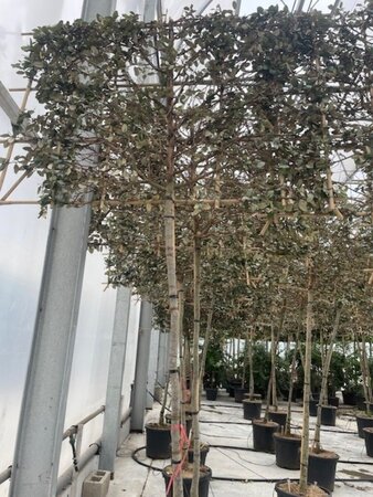 Elaeagnus ebb. 'Compacta' 12-14 Hoogstam cont. 55L S180120 180 cm stam