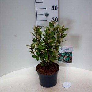 Elaeagnus ebb. 'Compacta' 25-30 cm cont. 3,0L