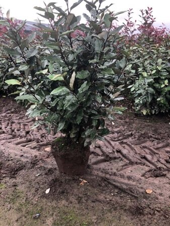 Elaeagnus ebb. 'Compacta' 40-50 cm cont. 3,0L