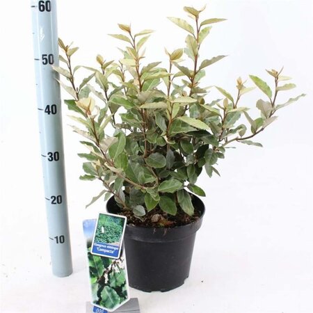 Elaeagnus ebb. 'Compacta' 50-60 cm cont. 10L - afbeelding 1