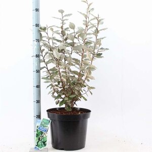 Elaeagnus ebb. 'Compacta' 50-60 cm cont. 10L - afbeelding 2